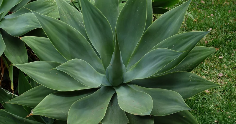 Gesundheitliche Vorteile von Agave