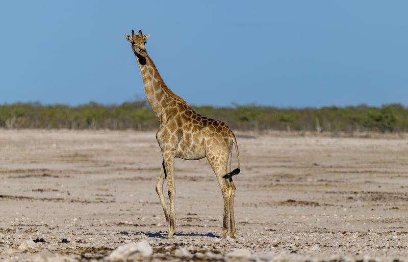 afrika