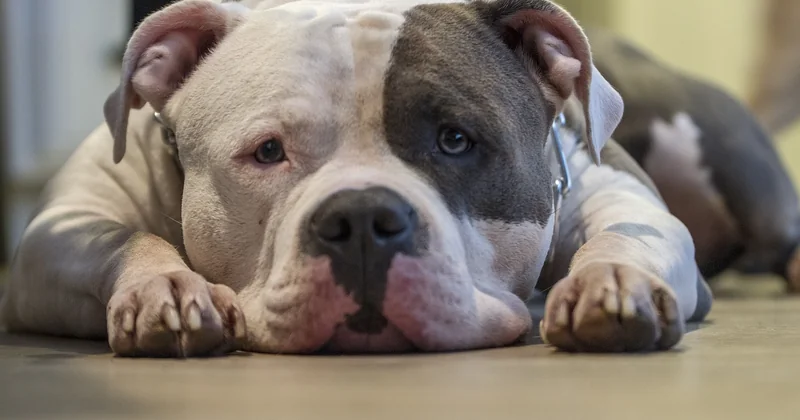 Welpen kaufen oder adoptieren? Meine ehrliche Meinung