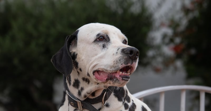 Dalmatiner: 11 überraschende Fakten über den gepunkteten Familienhund
