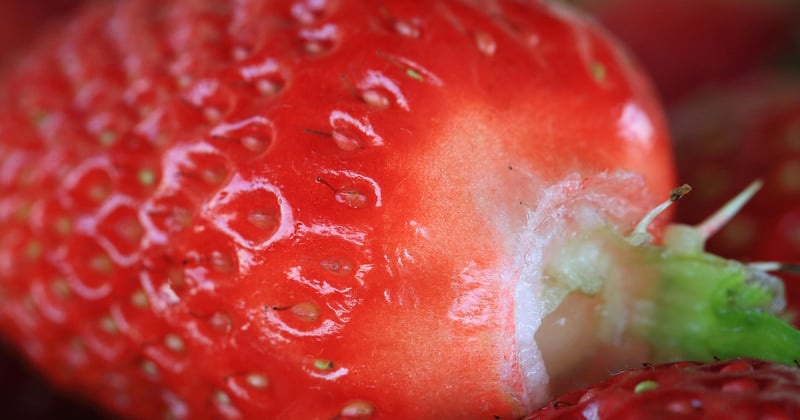 Welches Öl ist am gesündesten? Die Top 7 im Vergleich