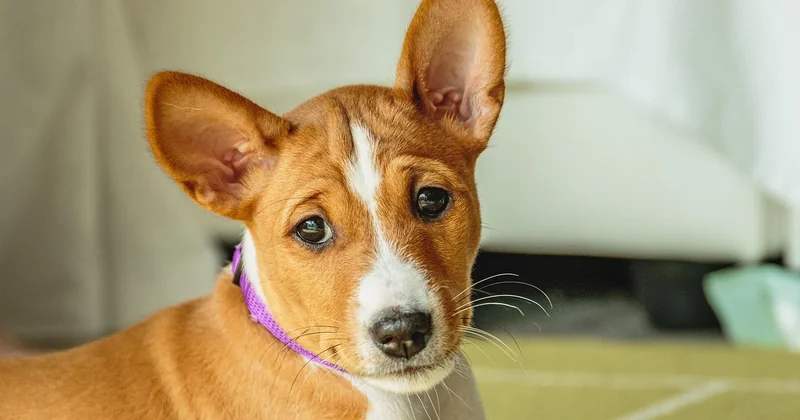 Häufige Fragen zum Basenji