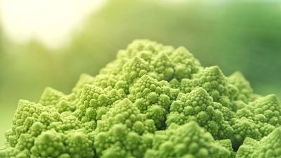 Veganismus: Eine Einführung in die Vorteile einer pflanzlichen Ernährung