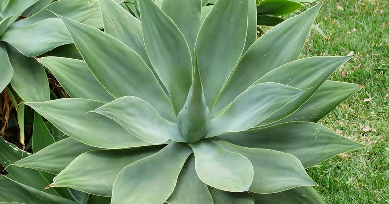 Agave: Die vielseitige Wüstenpflanze für Garten und Küche entdecken