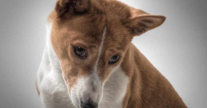 Basenji: Der kläffende Hund, der nicht bellen kann – alle Fakten