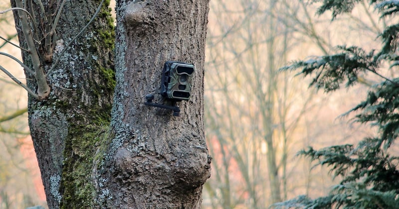 Wildkamera Testsieger: Die beste Kamera für dein Revier im Check