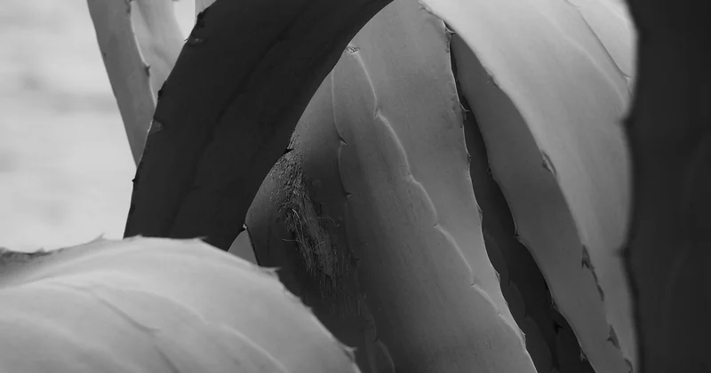 Schlussbetrachtung: Agave in der Moderne