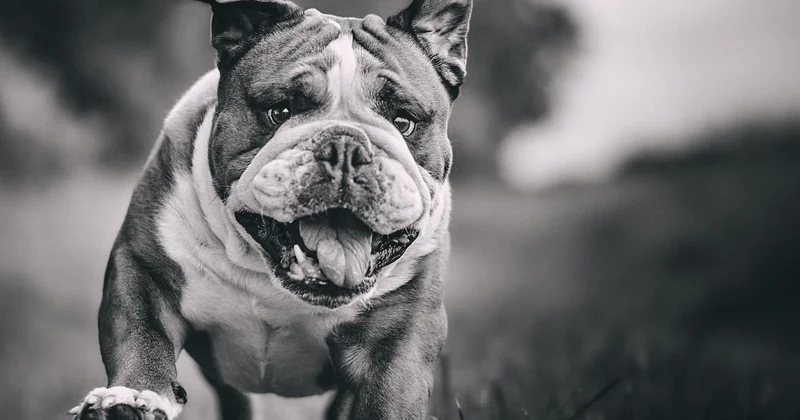 American Bulldog als Listenhund: Rechtliche Fallstricke, die Sie kennen müssen