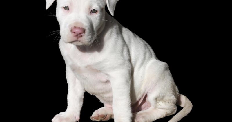 American Pit Bull Terrier: Charakter, Haltung & Erziehung im Überblick