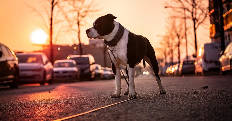 Ist der American Pit Bull Terrier gefährlich? Eine Frage, die falsch gestellt ist