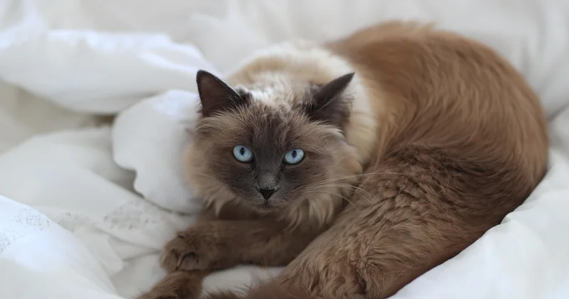 Welche Gräser taugen tatsächlich als Katzengras?