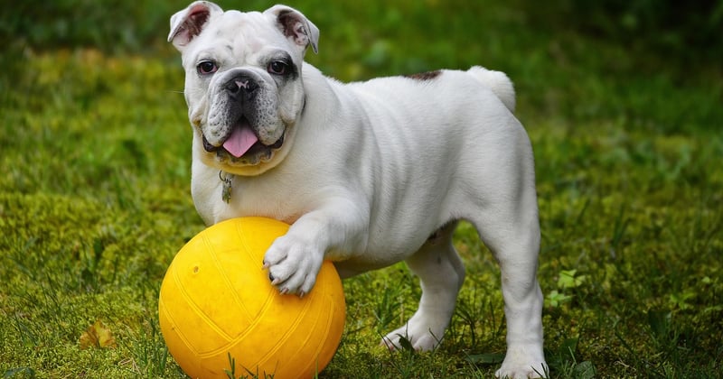 American Bulldog: Der ultimative Ratgeber für Haltung & Charakter