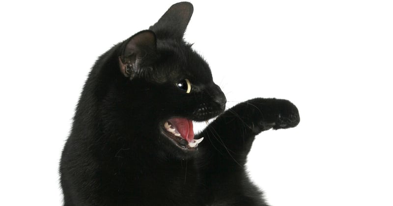 Katzengras: Warum deine Katze es liebt und wie du es anbaust